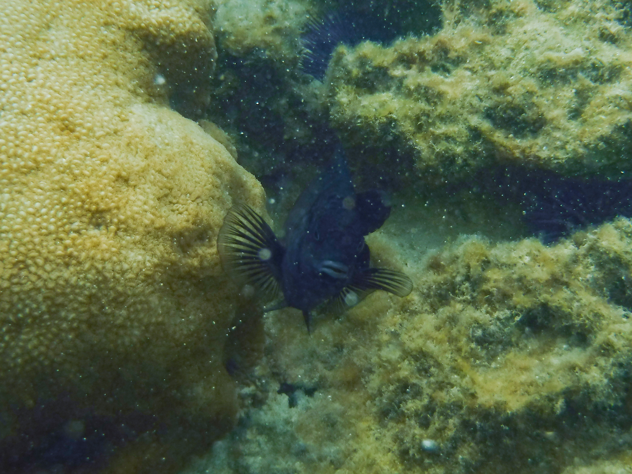 DSCF0461