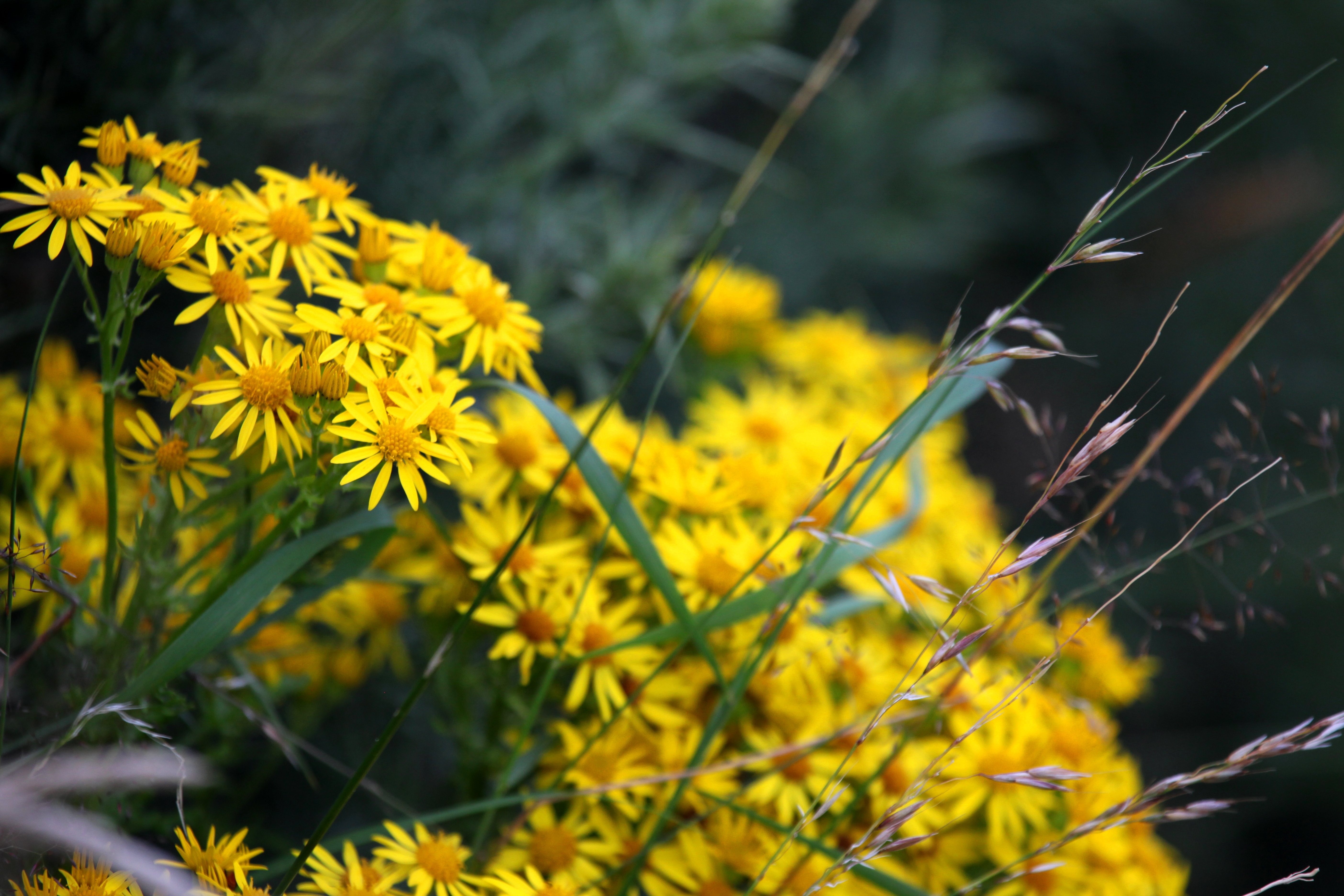 Scozia 2015 Natura 003