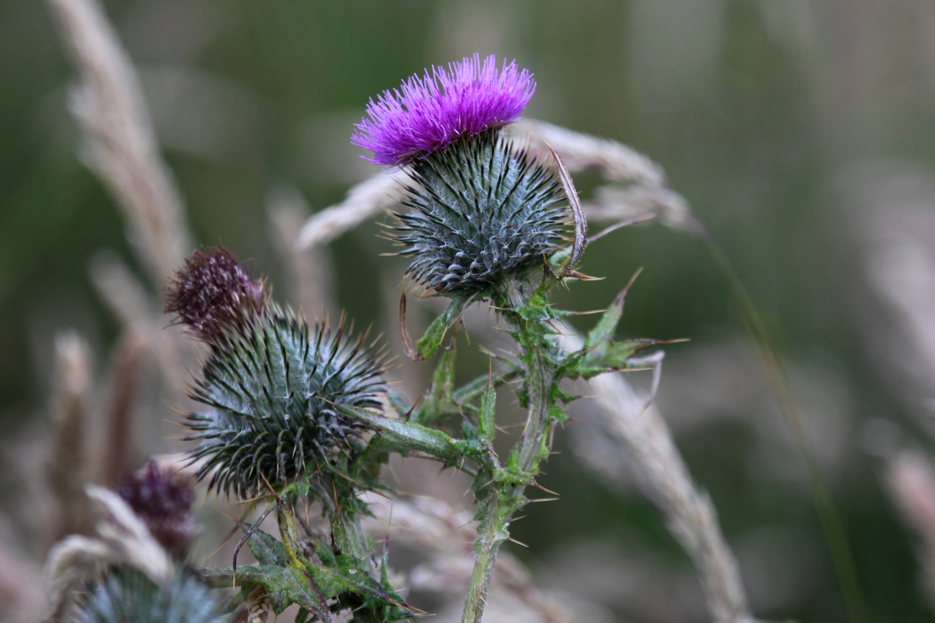 Scozia 2015 Natura 004