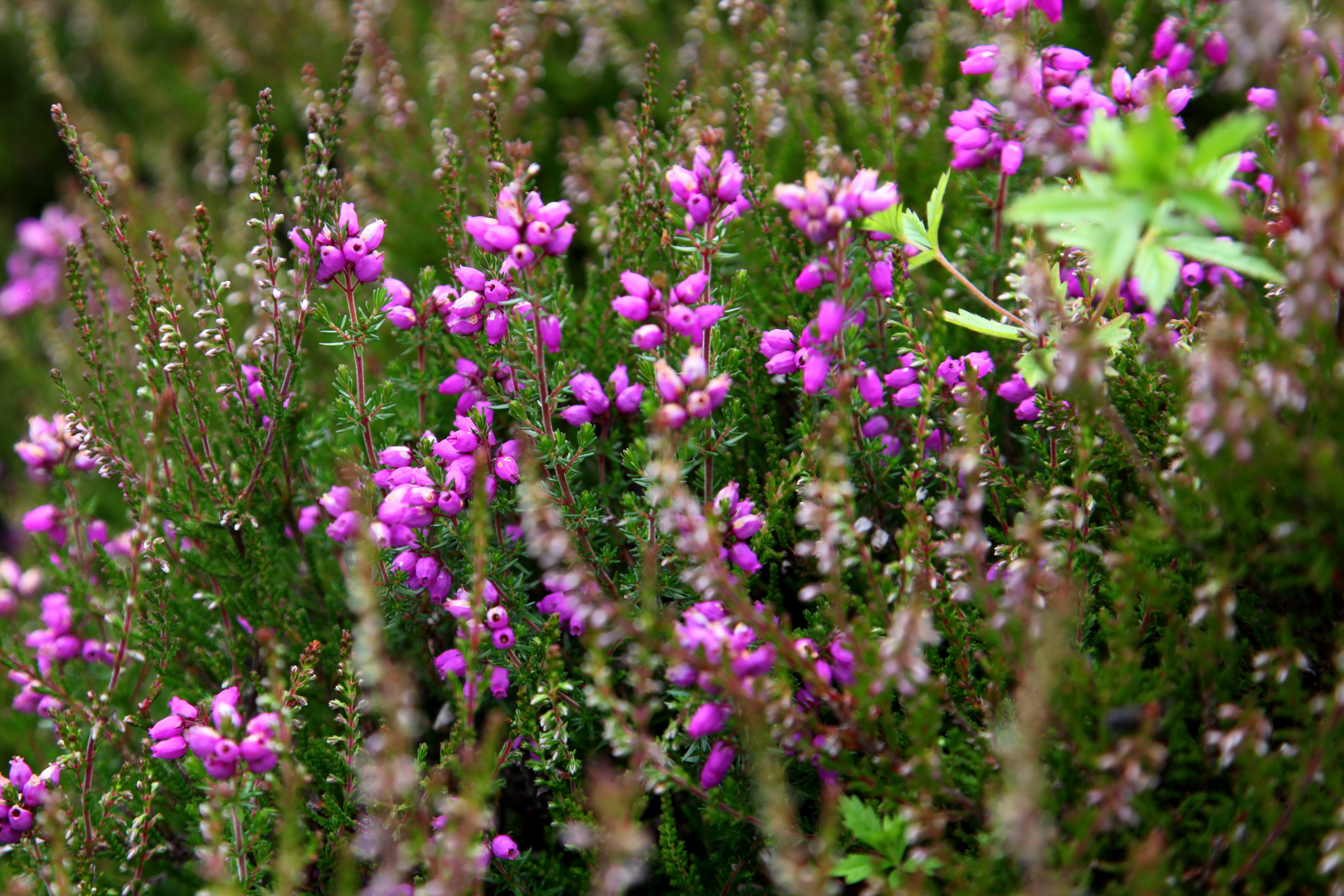 Scozia 2015 Natura 005