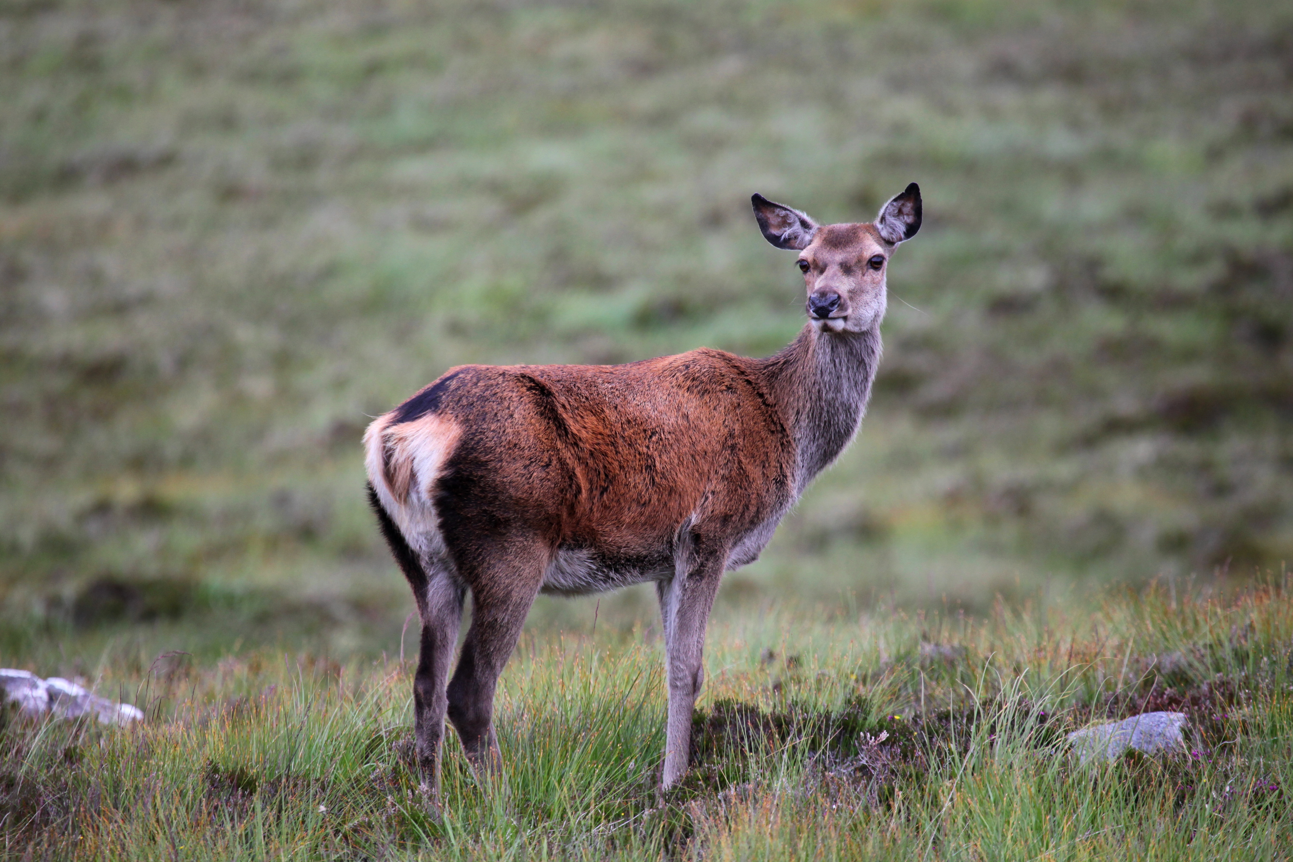 Scozia 2015 Natura 006