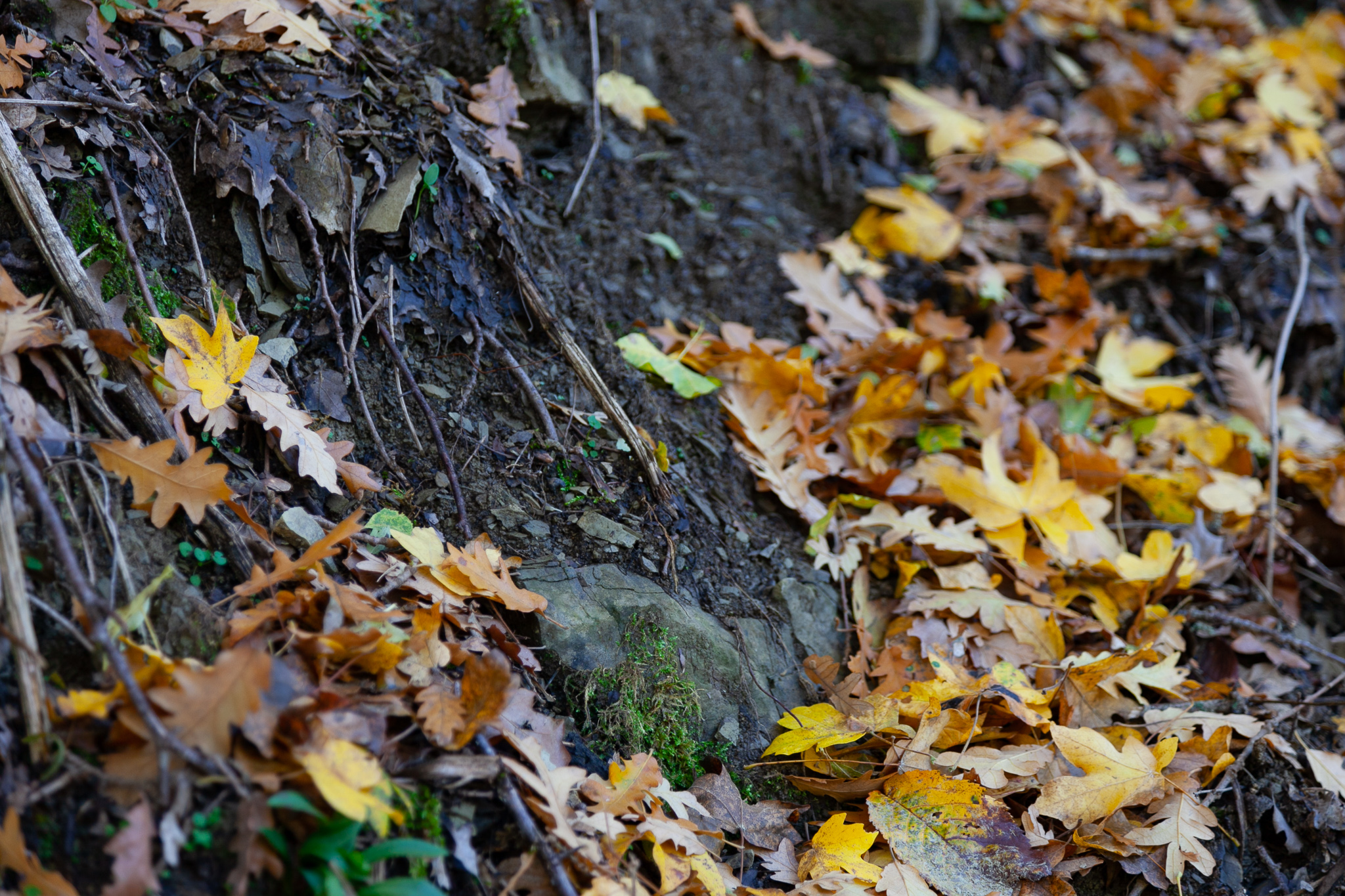 2015 // Foliage in Casentino