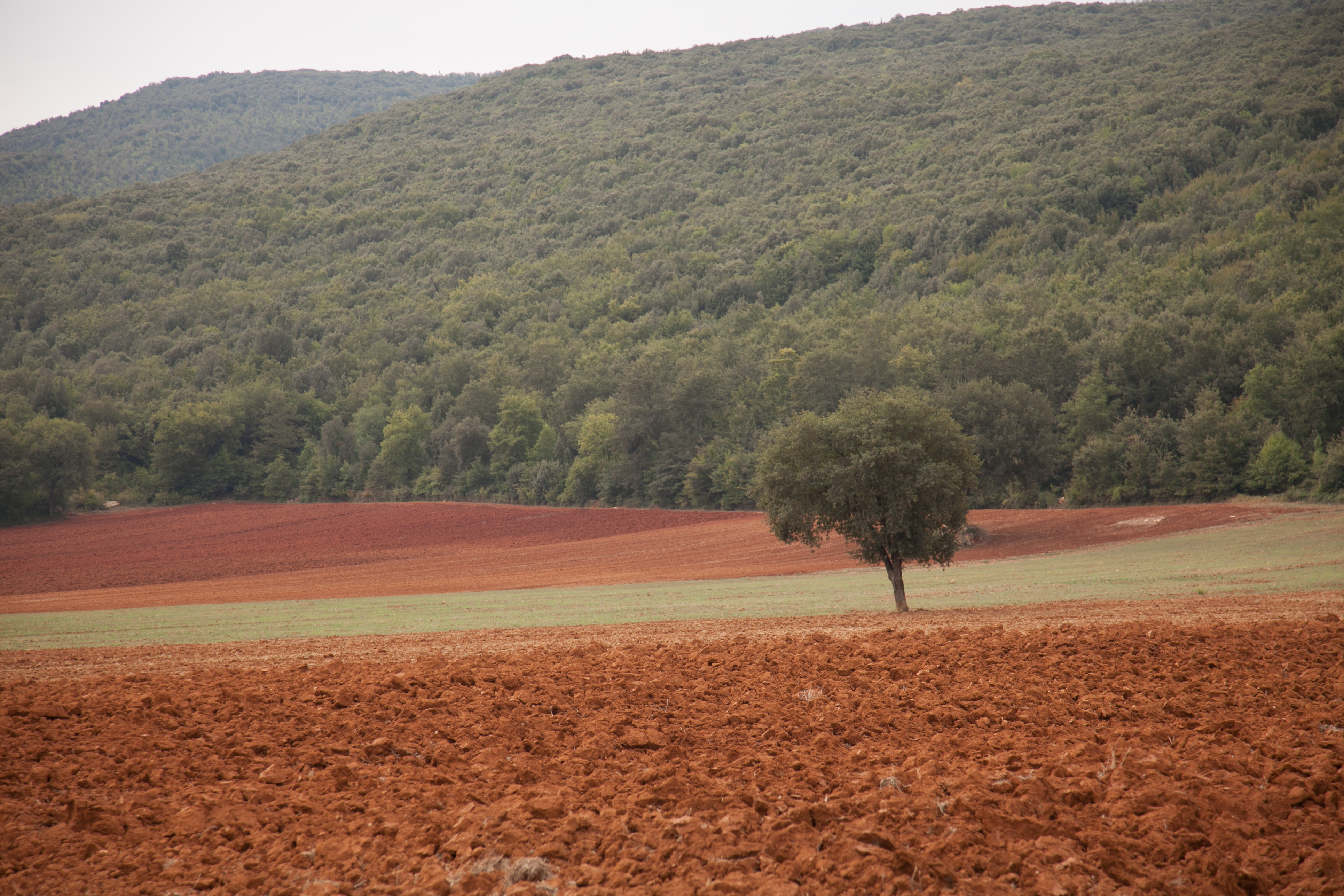 Terra Rossa Nel Senese