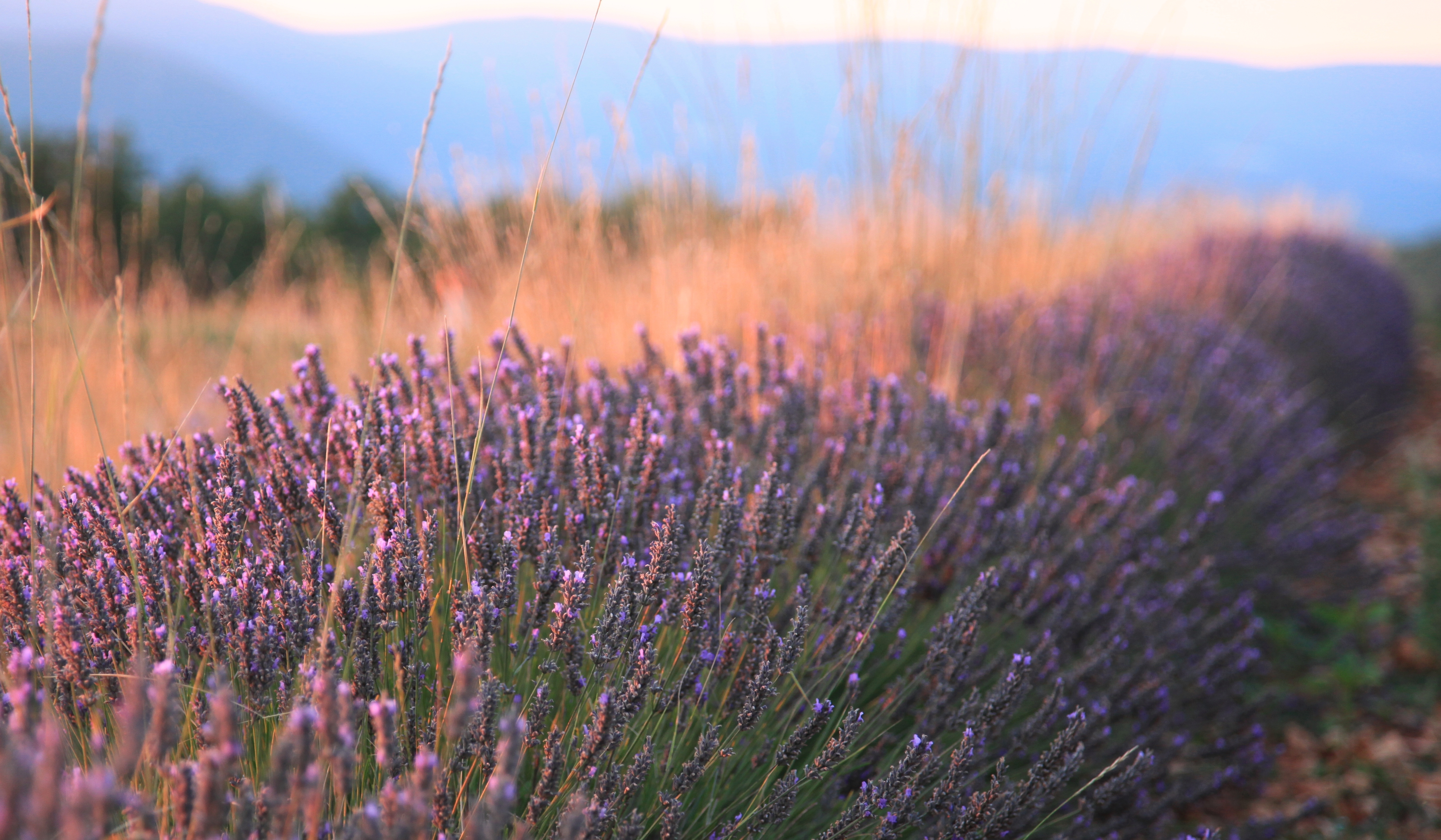 Campo di Lavanda