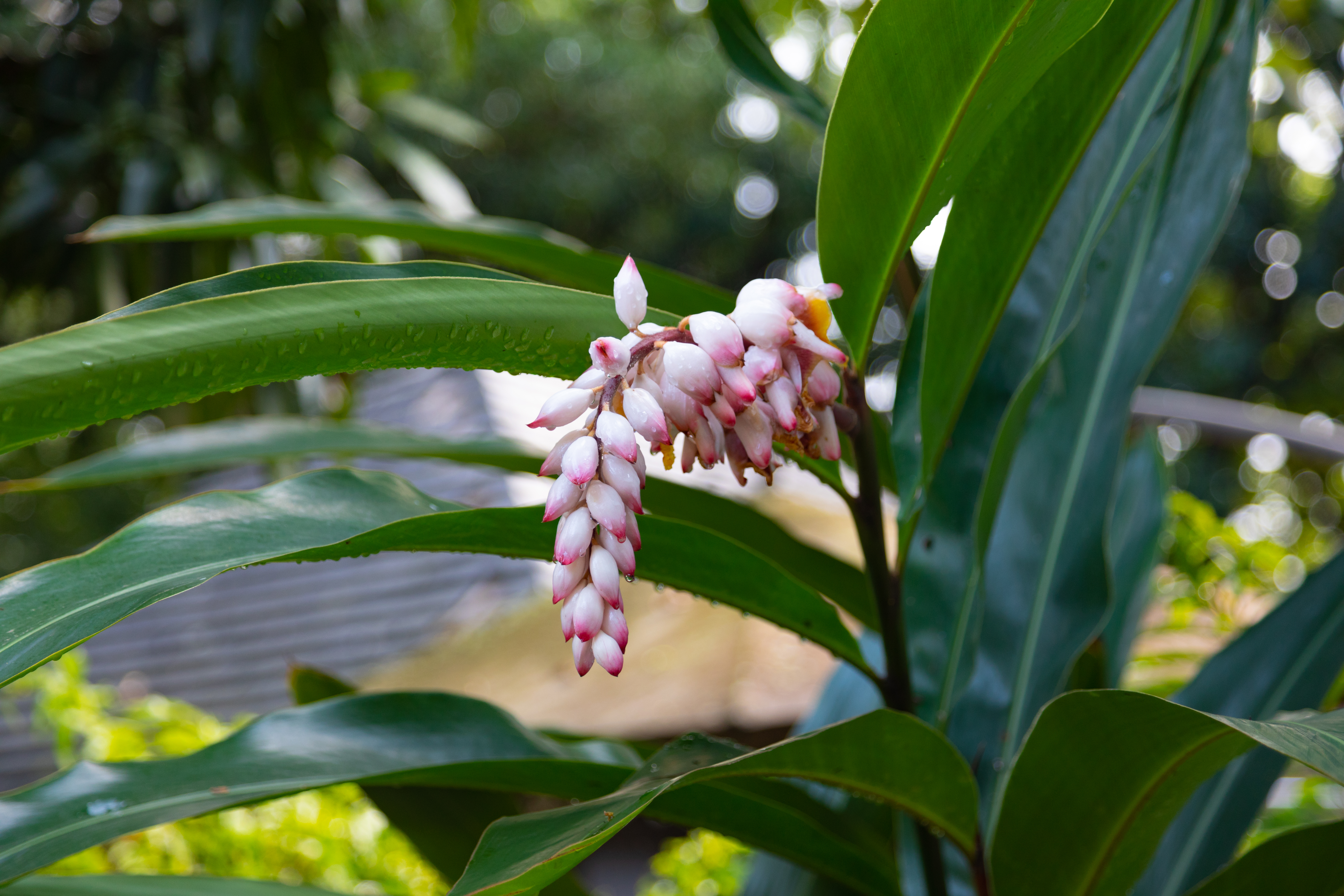 Giardino Botanico 1.Mauritius