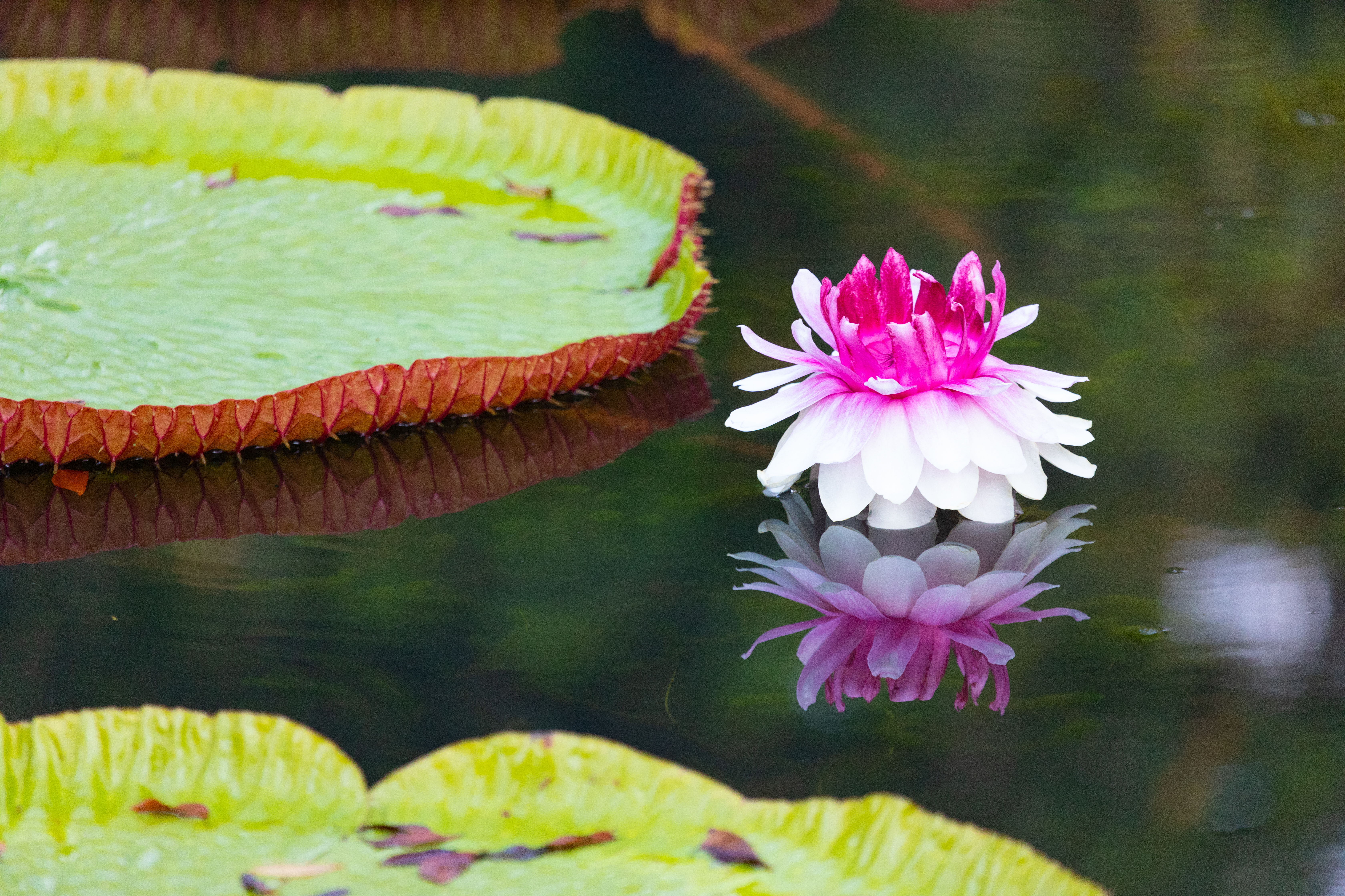 Giardino Botanico 2.Mauritius